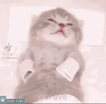 a kitten is being wiped with a tissue and the word brave is on the bottom of the screen .