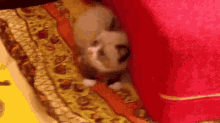 Scared Kitten GIF - Kitten Cute GIFs
