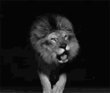 roar lion king of the jungle