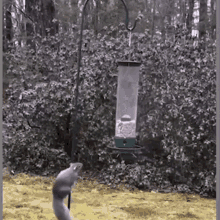 Squirrel Bird Feeder GIF - Squirrel Bird Feeder Spinning Around GIFs
