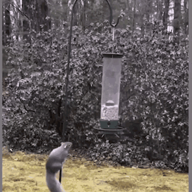 squirrel meme bird feeder