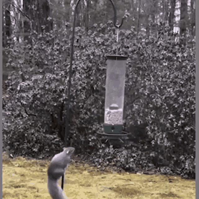 Squirrel spinner deals bird feeder