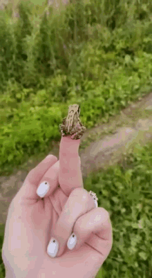 Fuck You Frog GIF - Fuck You Frog Leap GIFs