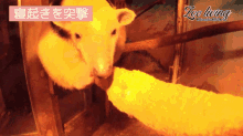 a picture of a polar bear with the words zoo living on the bottom right