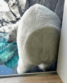 a polar bear is standing in front of a glass window
