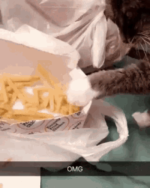 Funny Animals French Fries GIF - Funny Animals French Fries Cats GIFs