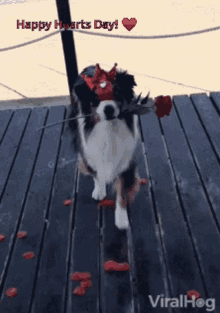 Valentines Dog GIF - Valentines Dog Happy Valentines GIFs