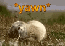 Yawn Wolf GIF - Yawn Wolf Puppy GIFs
