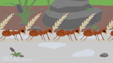 Ants Group GIF - Ants Group Storing GIFs