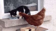 Cat Chicken GIF - Cat Chicken Funny GIFs