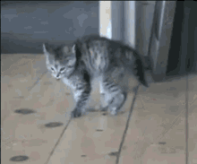 Tip Toeing Cat GIF - Tip Toe Tip Toeing Tip Toeing Cat GIFs