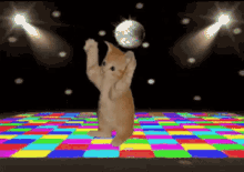 Cat Disco GIF - Cat Disco Dancing GIFs