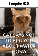 a cat is drinking water from a glass and says `` i require h2o cat says not to bug you about water today '' .