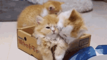 Love Kittens GIF - Love Kittens Cute Cats GIFs