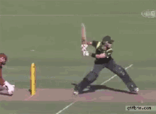 Cricket GIF