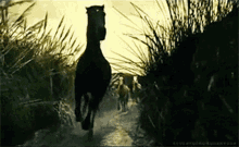 Horse Liberty GIF - Horse Liberty Running GIFs
