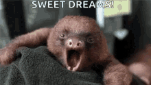 Sleepy Sloth GIF - Sleepy Sloth Yawn GIFs