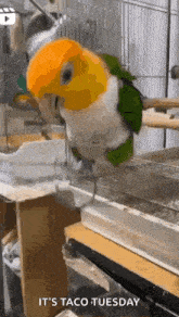 a parrot is sitting on a perch in a cage and looking at the camera .