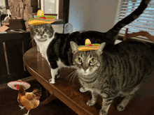 two cats wearing sombrero hats are standing next to a chicken