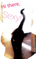 Hi There Sexy Sexy Cat Sticker - Hi There Sexy Sexy Cat Sexiest Person Alive Stickers