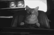 cat driving drive cats driver