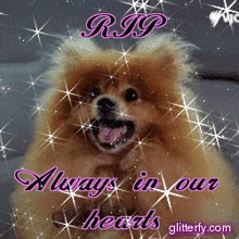 a picture of a dog with the words " r.i.p. always in our hearts "