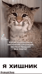a picture of a cat with a russian caption