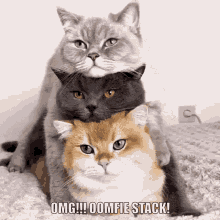 omg oomfie cat stack stacked cats