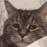 Sad Cat GIF - Sad Cat GIFs
