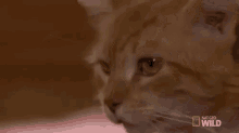 Judging You GIF - Cats Dr Pol Nat Geo GIFs