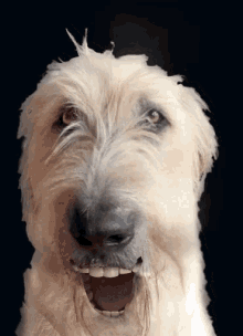 Monte Says Wow Funny Aninals GIF - Monte Says Wow Funny Aninals Dogs GIFs