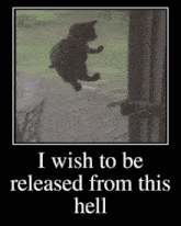 I Wish To Be Released From This Hell Cat GIF - I Wish To Be Released From This Hell Cat Cat Meme GIFs