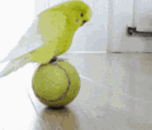 Parrot On Ball GIF