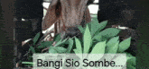 Bangi Sio Sombe Weed GIF - Bangi Sio Sombe Weed Sombe GIFs