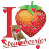 a kitten is sitting in front of a heart shaped strawberry that says " i love strawberries "