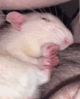 Rat Freak GIF - Rat Freak GIFs