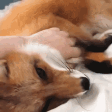Fox Pet GIF - Fox Pet Snuggle GIFs