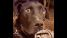 Dog Funny GIF - Dog Funny Caught In4k Meme GIFs