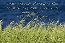 a quote by william c. bryant is displayed in front of a field of tall grass