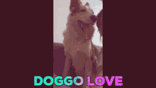 Kiwounette Dog Love GIF - Kiwounette Dog Love GIFs