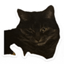 a close up of a black cat 's face with a white outline .