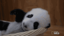 Sleepy Sleepy Sleepy Pandas GIF