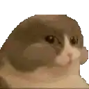 a close up of a cat 's face on a white background