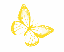 butterfly yellow butterfly freedom pretty nature