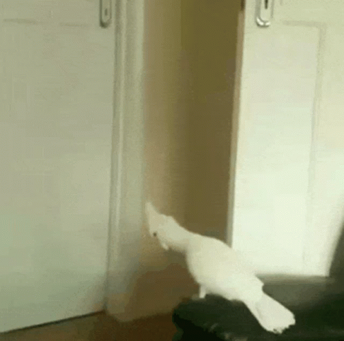 Confused How GIF - Confused How Bird GIFs