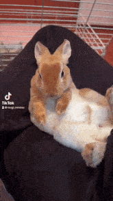 a rabbit is laying on a person 's lap and looking at the camera