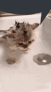 Cat Speech Bubble GIF - Cat Speech Bubble Cat Drinking Water GIFs