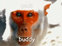 Gackbuddy GIF - Gackbuddy Gack GIFs