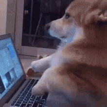 dog typing meme