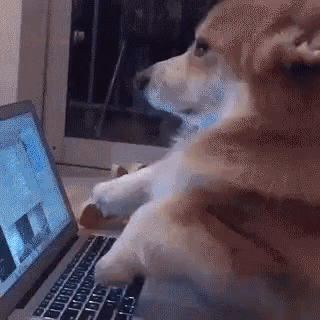 Corgi Computer GIF - Corgi Computer Typing GIFs